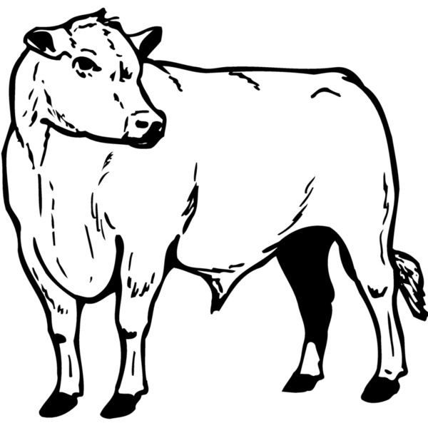 COW013 Thumbnail