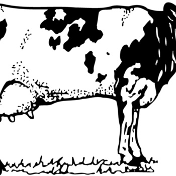 COW026 Thumbnail