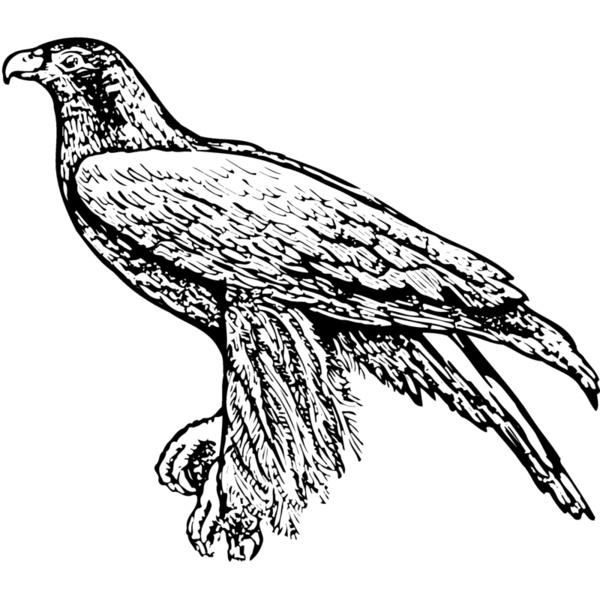 BIRD003 Thumbnail