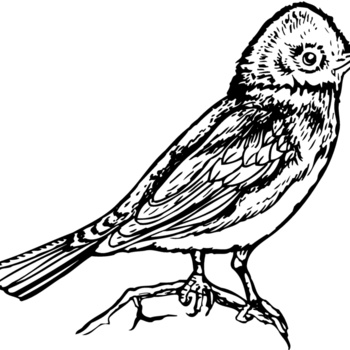 BIRD006 Thumbnail