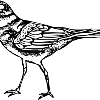 BIRD007 Thumbnail