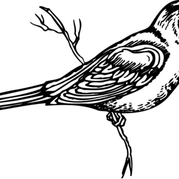 BIRD026 Thumbnail