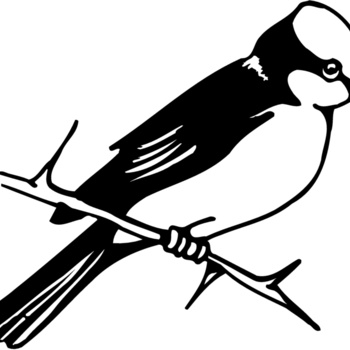 BIRD040 Thumbnail