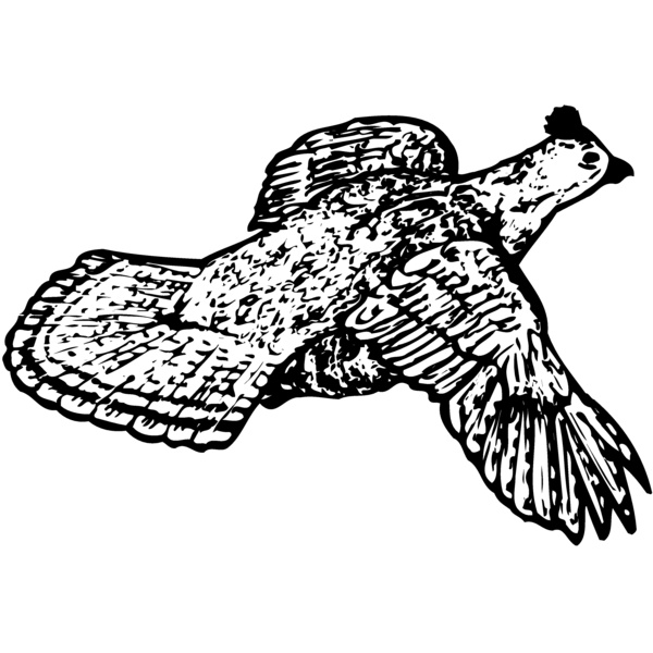 BIRD066 Thumbnail
