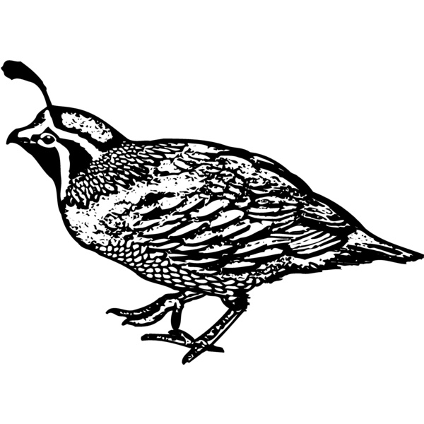 BIRD068 Thumbnail