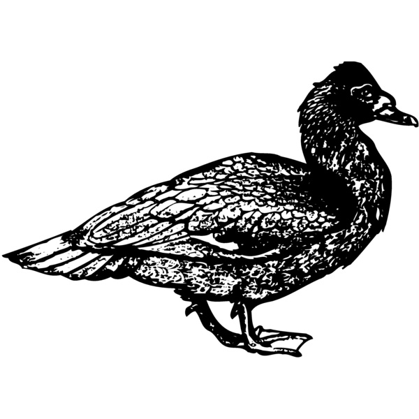 BIRD097 Thumbnail