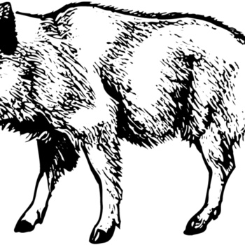 BOAR0001 Thumbnail