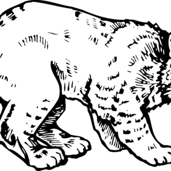 BOBCAT03 Thumbnail