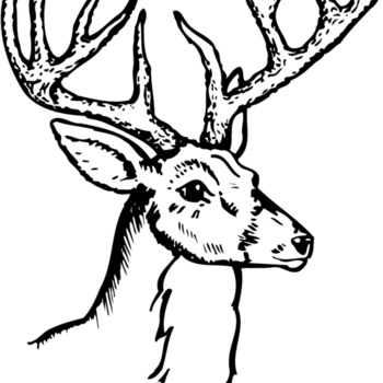DEER017 Thumbnail