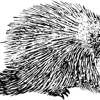 PORC002 Thumbnail