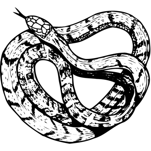 SNAKE003 Thumbnail