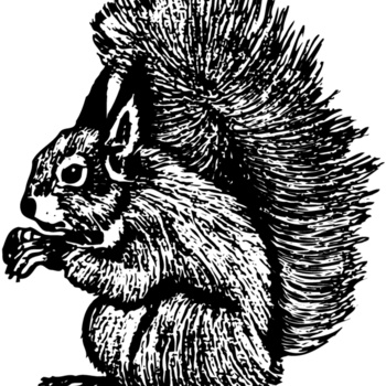 SQUER005 Thumbnail