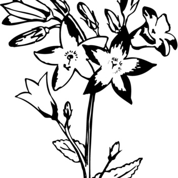 FLOWER25 Thumbnail